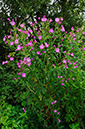 Epilobium_hirsutum_LP0640_26_Nutfield_Marsh