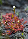 Drosera_intermedia_LP0216_20_Thursley