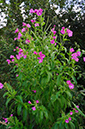 Epilobium_hirsutum_LP0640_23_Nutfield_Marsh