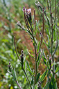 Epilobium_parviflorum_LP0682_09_Nonsuch_Park