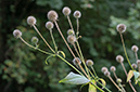 Dipsacus_pilosus_LP0481_10_Carshalton