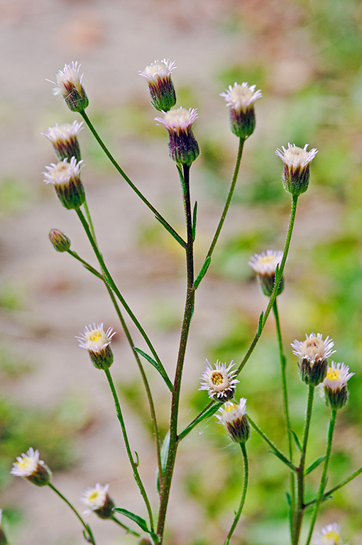 Erigeron_acris_LP0431_01_South_Croydon