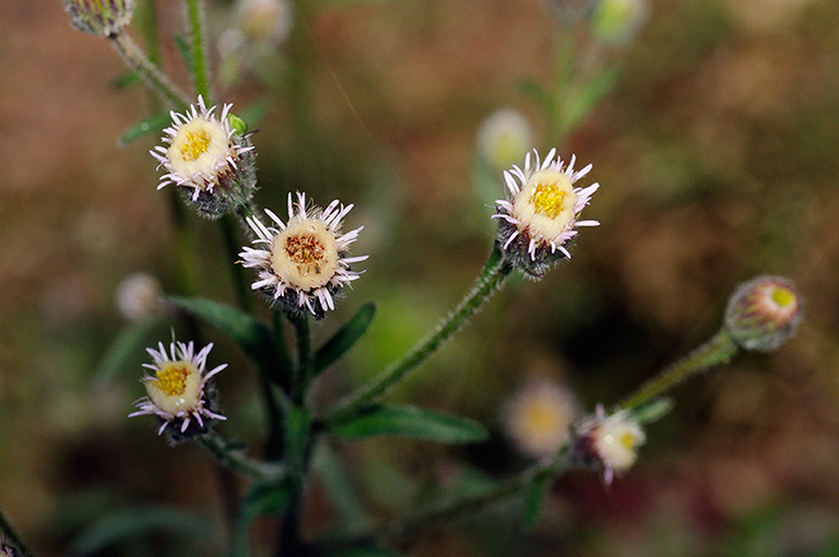 Erigeron_acris_LP0328_32_Langley_Bottom