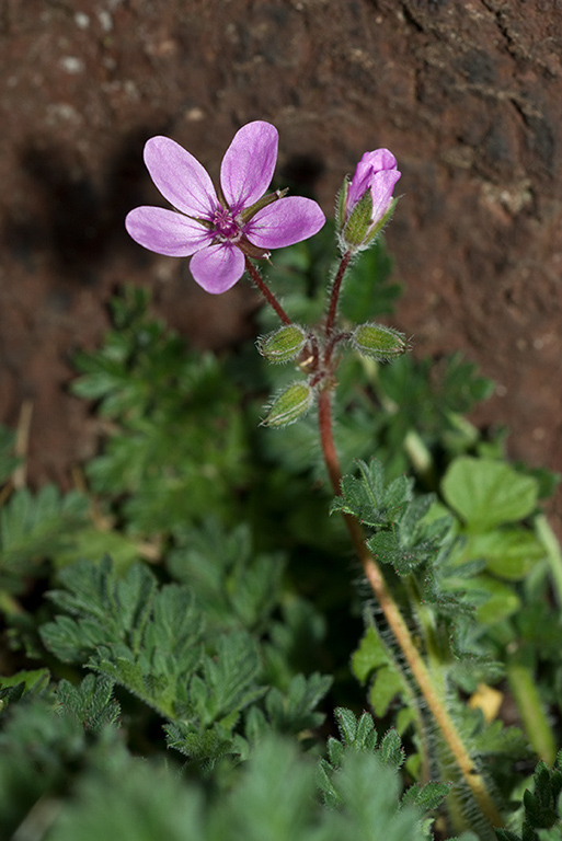 Erodium_cicutarium_LP0194_02_Edinburgh