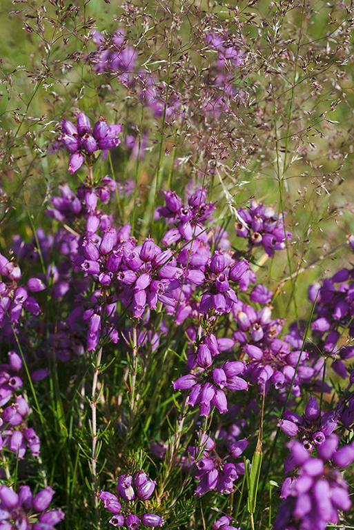 Erica cinerea_LP0068_06_Headley_Heath