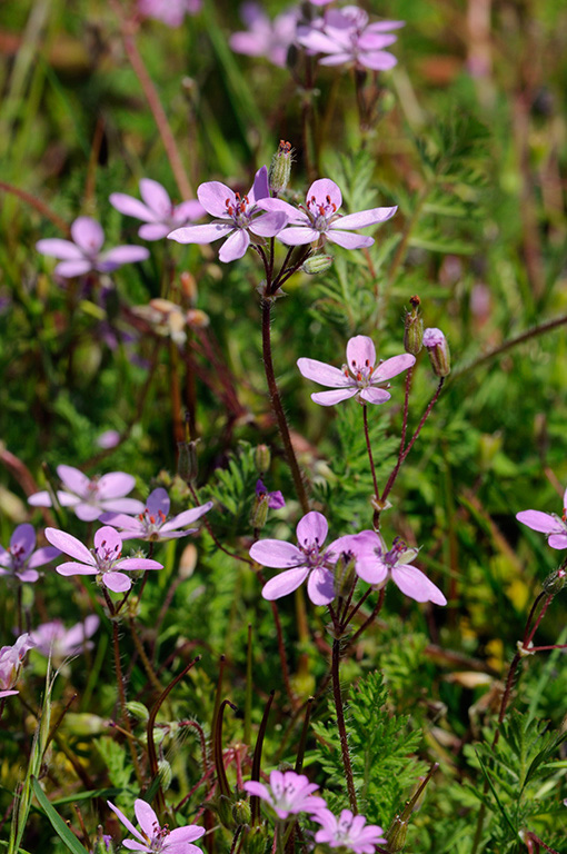 Erodium_cicutarium_LP0312_33_St_Martha