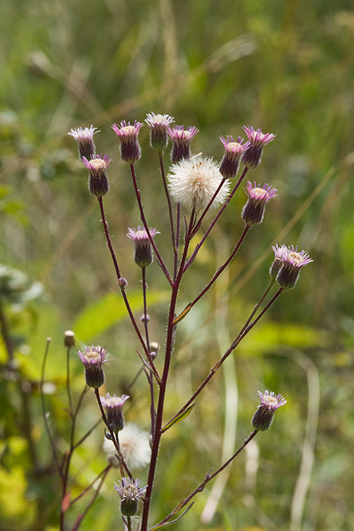 Erigeron_acris_LP0028_03_Howell_Hill