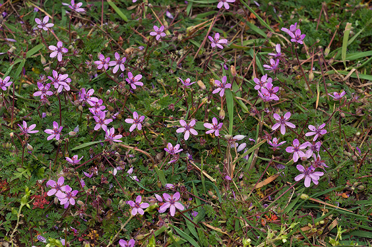 Erodium_cicutarium_LP0523_14_Hampton_Estate