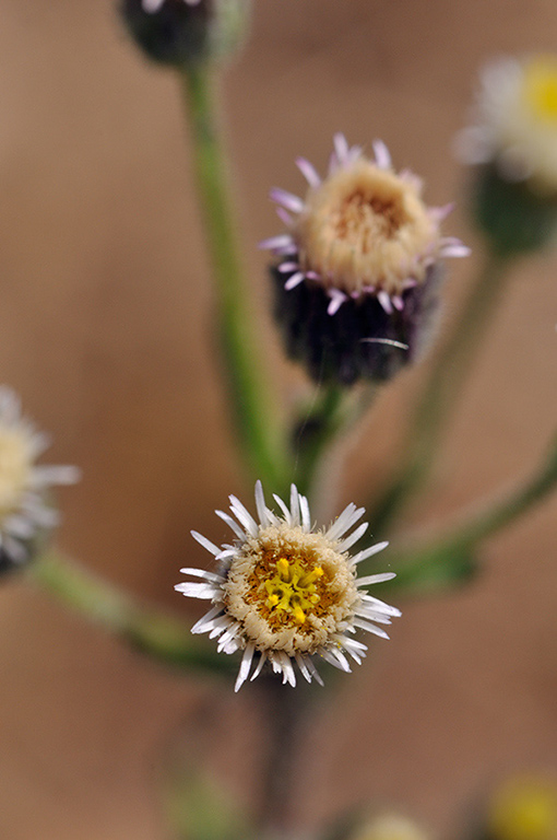 Erigeron_acris_LP0282_15_Merstham