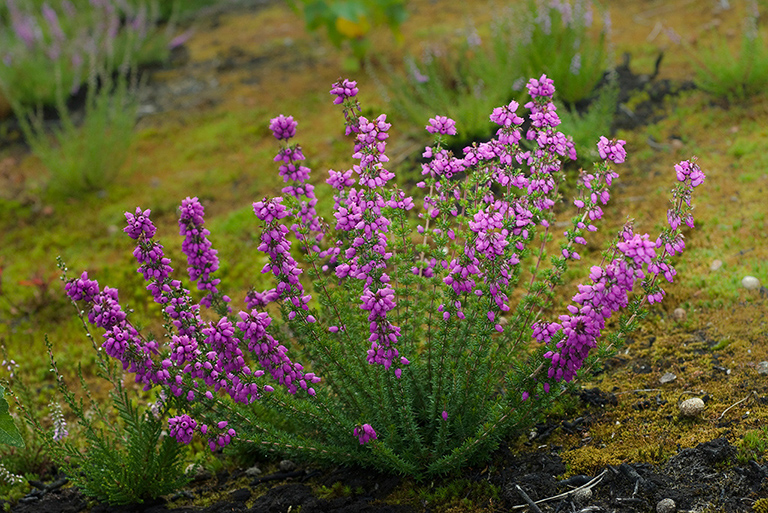 Erica cinerea_LP0072_15_Thursley