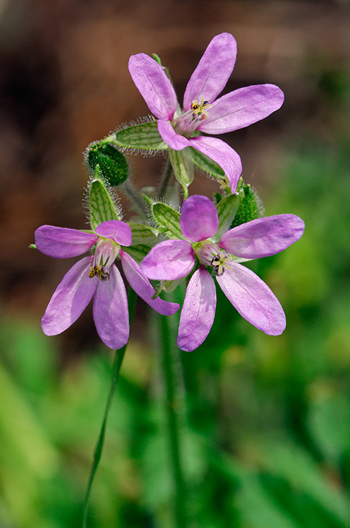 Erodium_cicutarium_LP0317_002_Hampton_Court