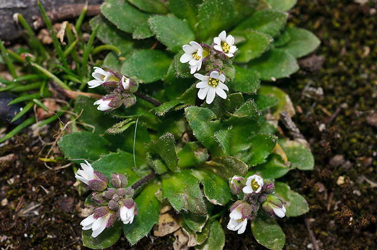 Erophila_verna_LP0608_04_South_Croydon