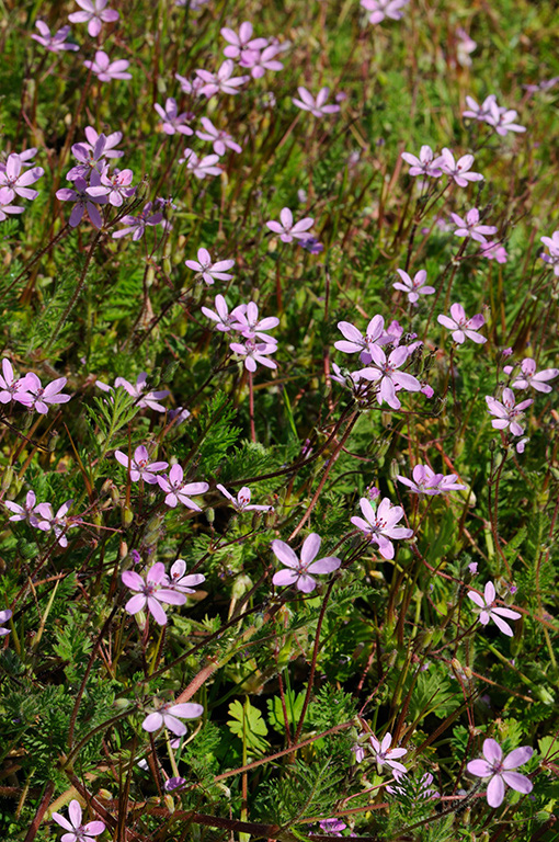 Erodium_cicutarium_LP0312_27_St_Martha