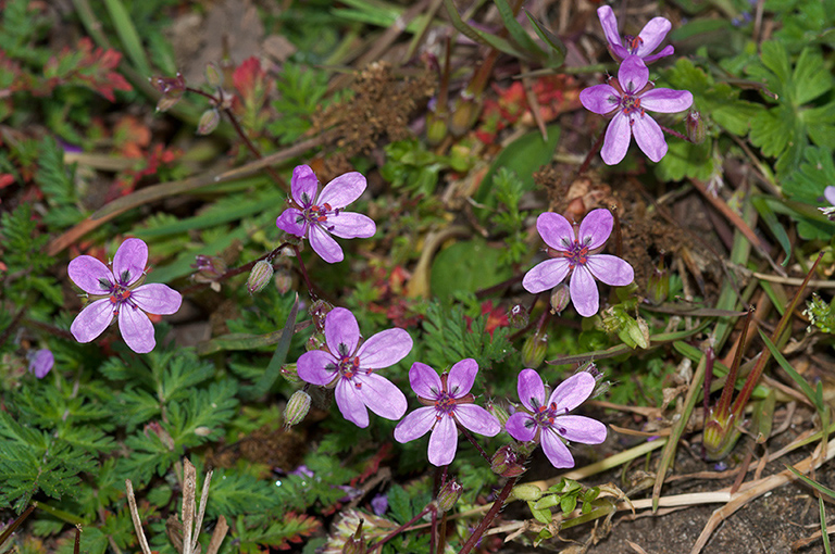 Erodium_cicutarium_LP0523_02_Hampton_Estate