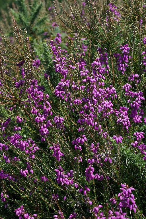 Erica cinerea_LP0068_09_Headley_Heath