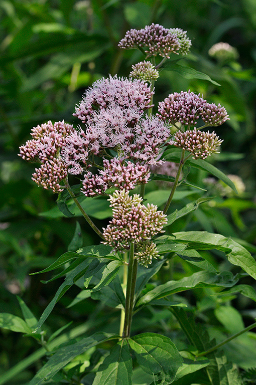 Eupatorium_cannabinum_LP0281_06_West_Byfleet