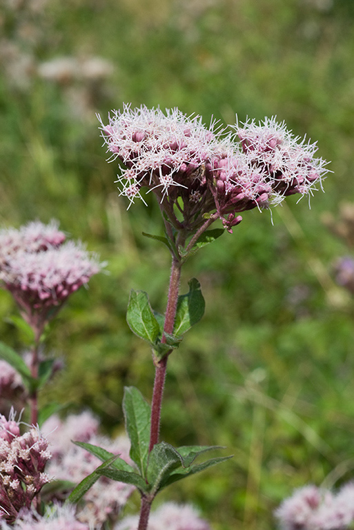 Eupatorium_cannabinum_LP0027_01_Box_Hill