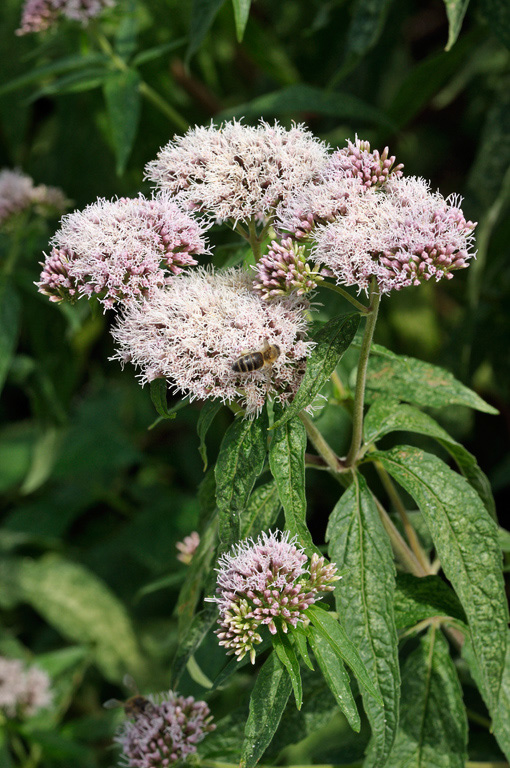 Eupatorium_cannabinum_LP0324_09_Hampton_Court