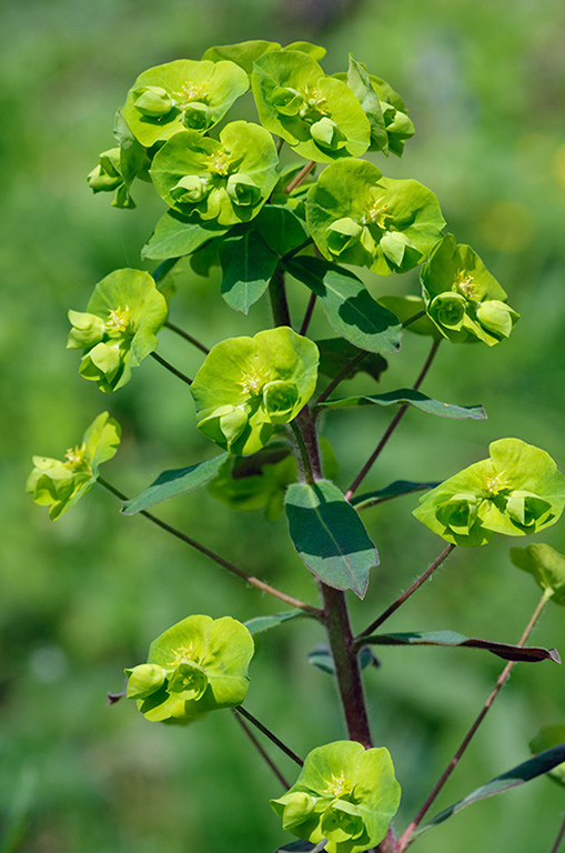 Euphorbia_amygdaloides_LP0439_02_Staffhurst