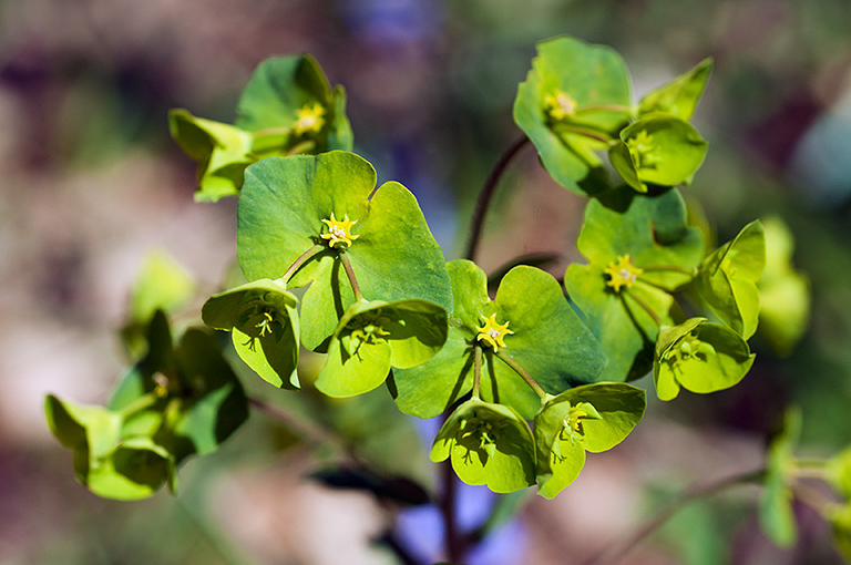 Euphorbia_amygdaloides_LP0619_19_Frylands_Wood