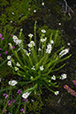 Erica cinerea_LP0072_13_Thursley