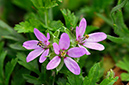 Erodium_cicutarium_LP0317_001_Hampton_Court