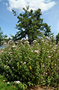 Eupatorium_cannabinum_LP0324_11_Hampton_Court