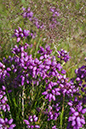 Erica cinerea_LP0068_06_Headley_Heath