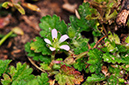 Erodium_maritimum_LP0407_32_Hurst_Park