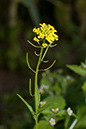 Erysimum_cheiranthoides_LP0224_04_Wisley