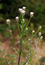 Erigeron_acris_LP0328_22_Langley_Bottom