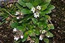 Erophila_verna_LP0608_04_South_Croydon