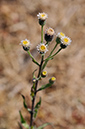 Erigeron_acris_LP0282_17_Merstham 