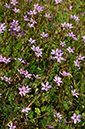 Erodium_cicutarium_LP0312_27_St_Martha