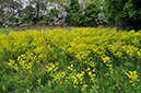 Euphorbia_amygdaloides_LP0400_49_Bletchingley