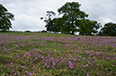 Erodium_cicutarium_LP0523_17_Hampton_Estate