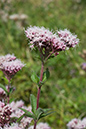 Eupatorium_cannabinum_LP0027_01_Box_Hill