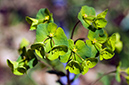 Euphorbia_amygdaloides_LP0619_19_Frylands_Wood