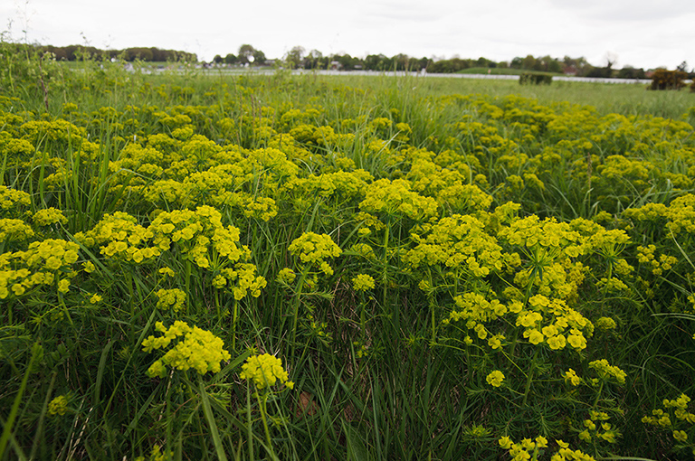 Euphorbia_cyparissias_LP0444_16_Epsom_Downs