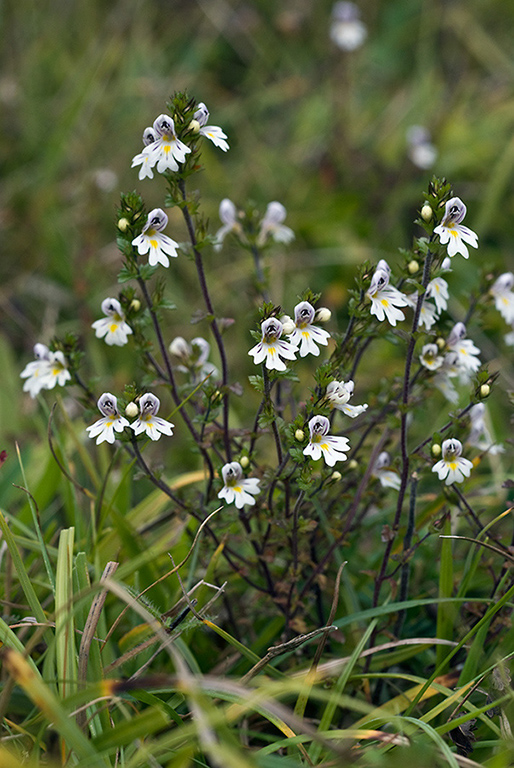 Euphrasia_pseudokerneri_LP0179_06_Ranmore