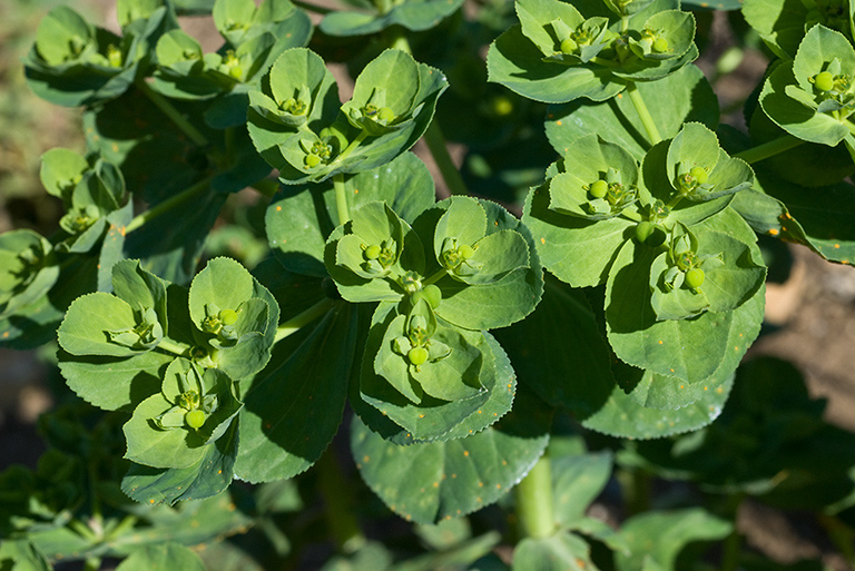 Euphorbia_helioscopia_LP0173_25_Hooley