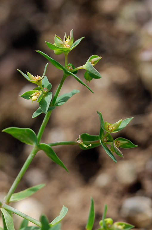 Euphorbia_exigua_LP0328_09_Langley_Bottom