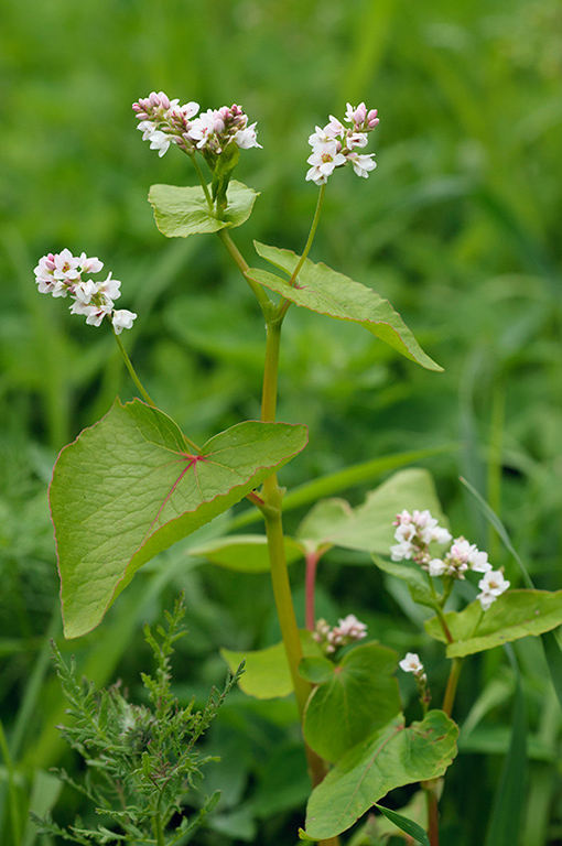 Fagopyrum_esculentum_LP0627_04_Beddington_Park