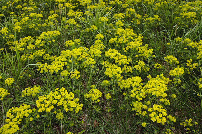 Euphorbia_cyparissias_LP0444_15_Epsom_Downs