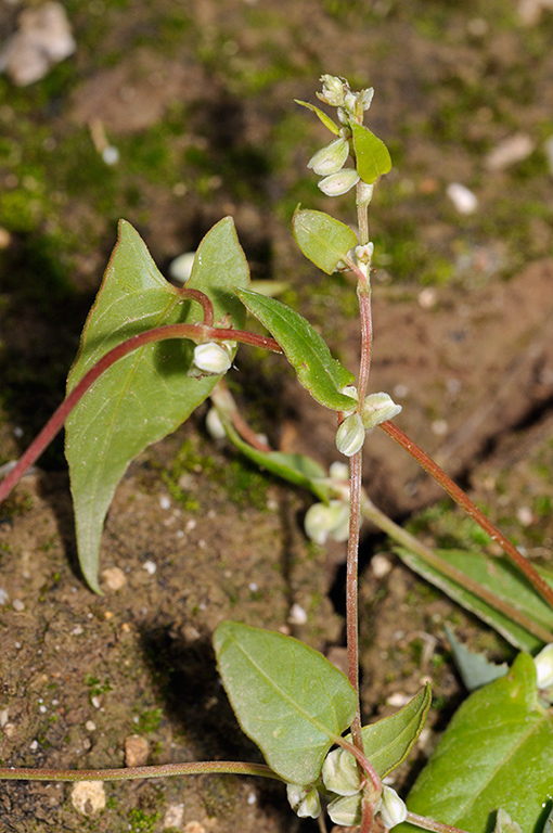 Fallopia_convolvulus_LP0328_13_Langley_Bottom