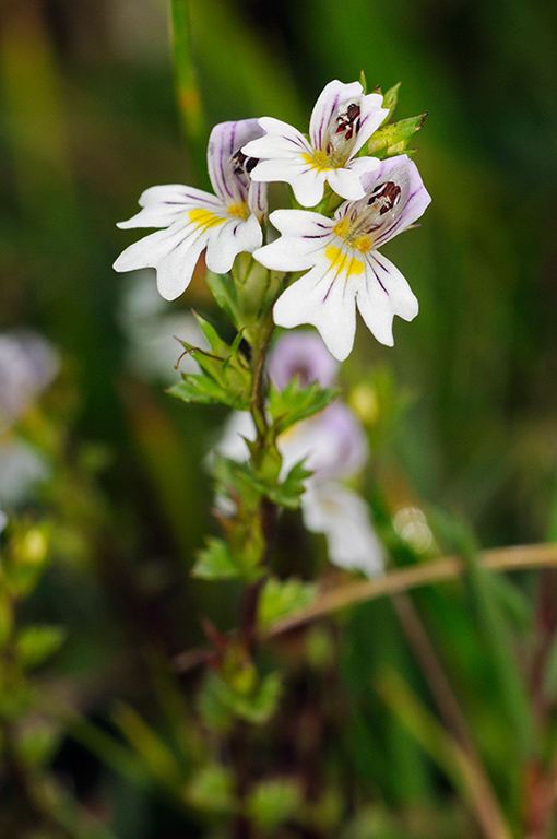 Euphrasia_pseudokerneri_LP0333_04_Box_Hill