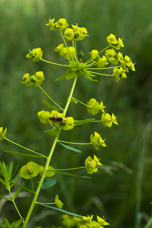 Euphorbia_xpseudovirgata_LP0151_25_Mitcham_Common