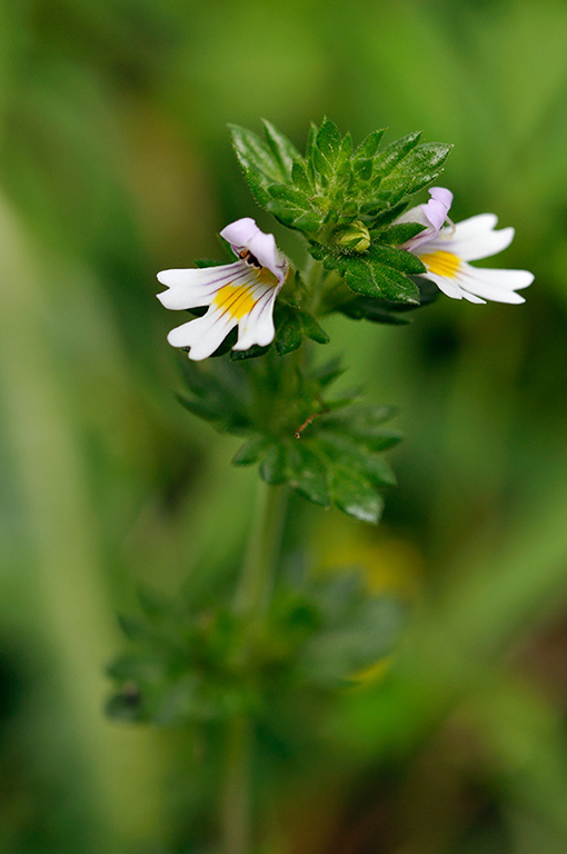 Euphrasia_anglica_LP0252_19_Windsor