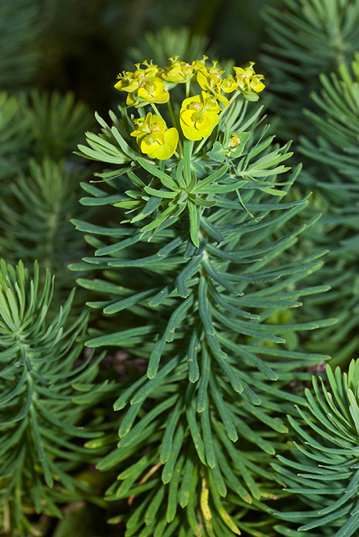 Euphorbia_cyparissias_LP0180_05_Albury_Downs