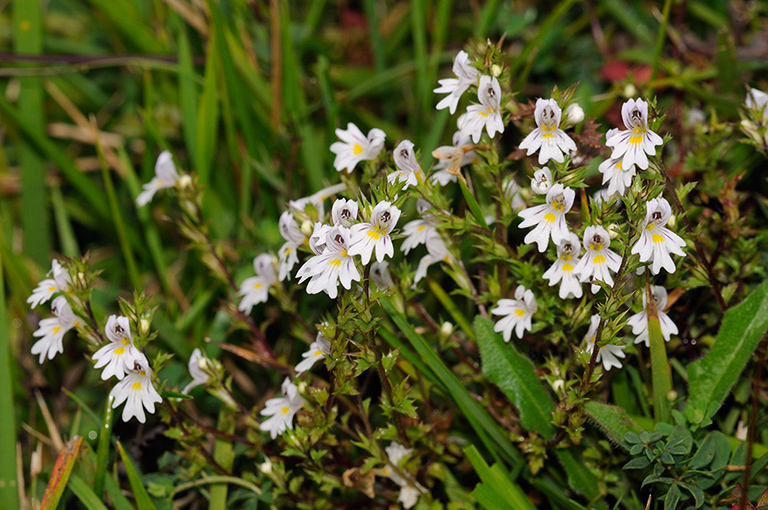 Euphrasia_pseudokerneri_LP0333_02_Box_Hill